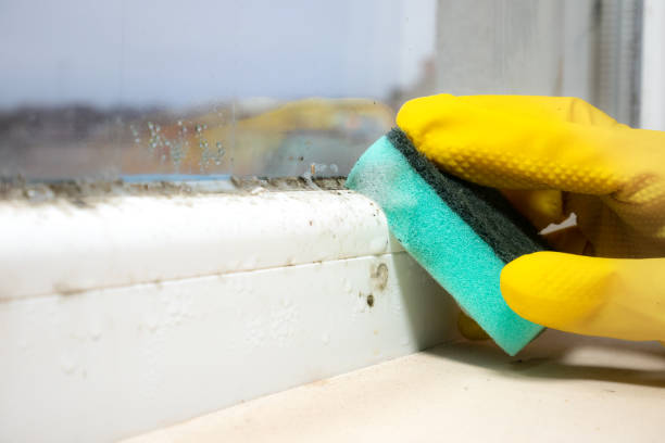 Why You Should Choose Our Mold Remediation Services in Wyoming, PA